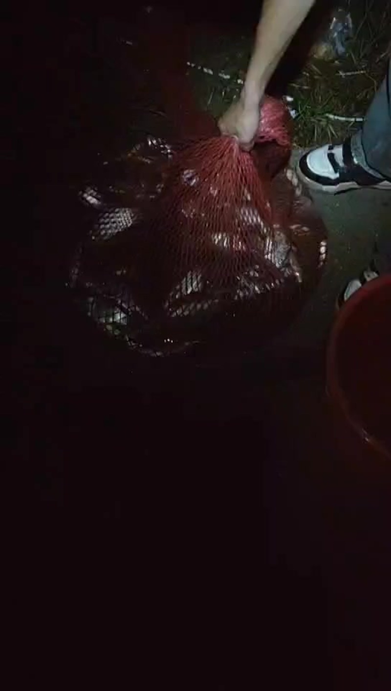 鲫鱼（自己钓的）