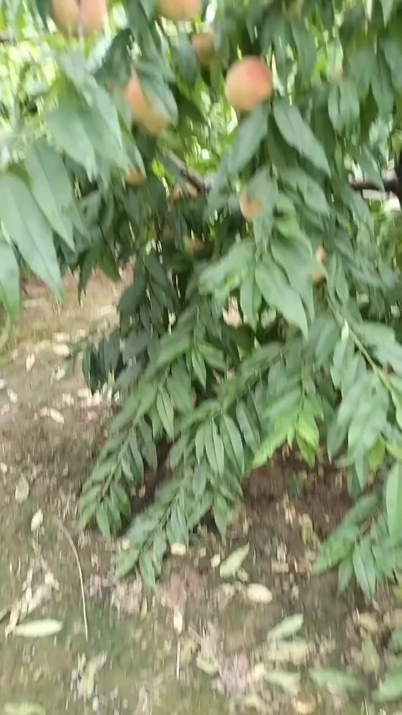 北京十四号桃产地直发