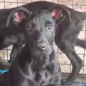 黑狼幼犬