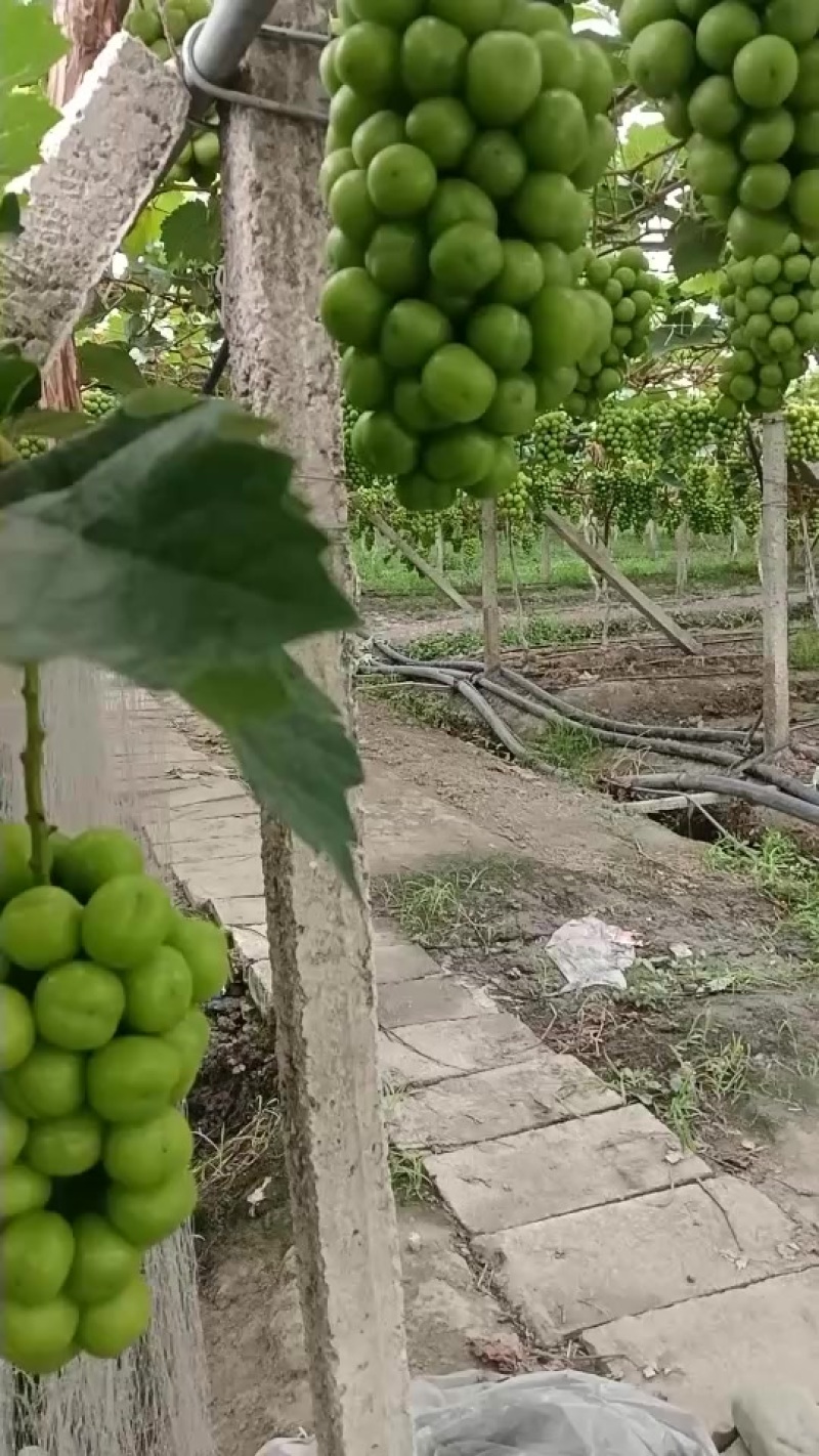 阳光玫瑰