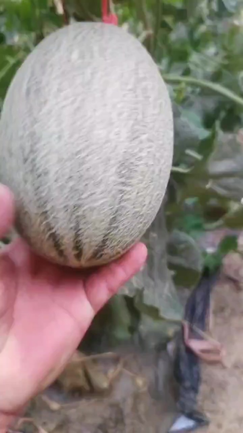 万亩田产地直销特级验瓜师
