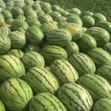 巴盟西瓜