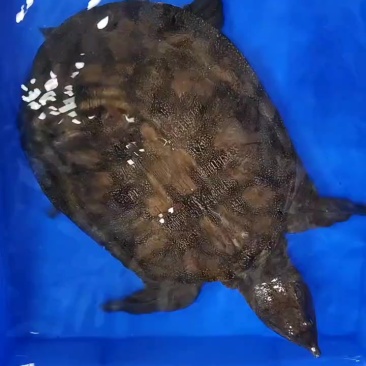 野生甲鱼