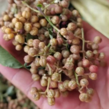 新鲜花椒
