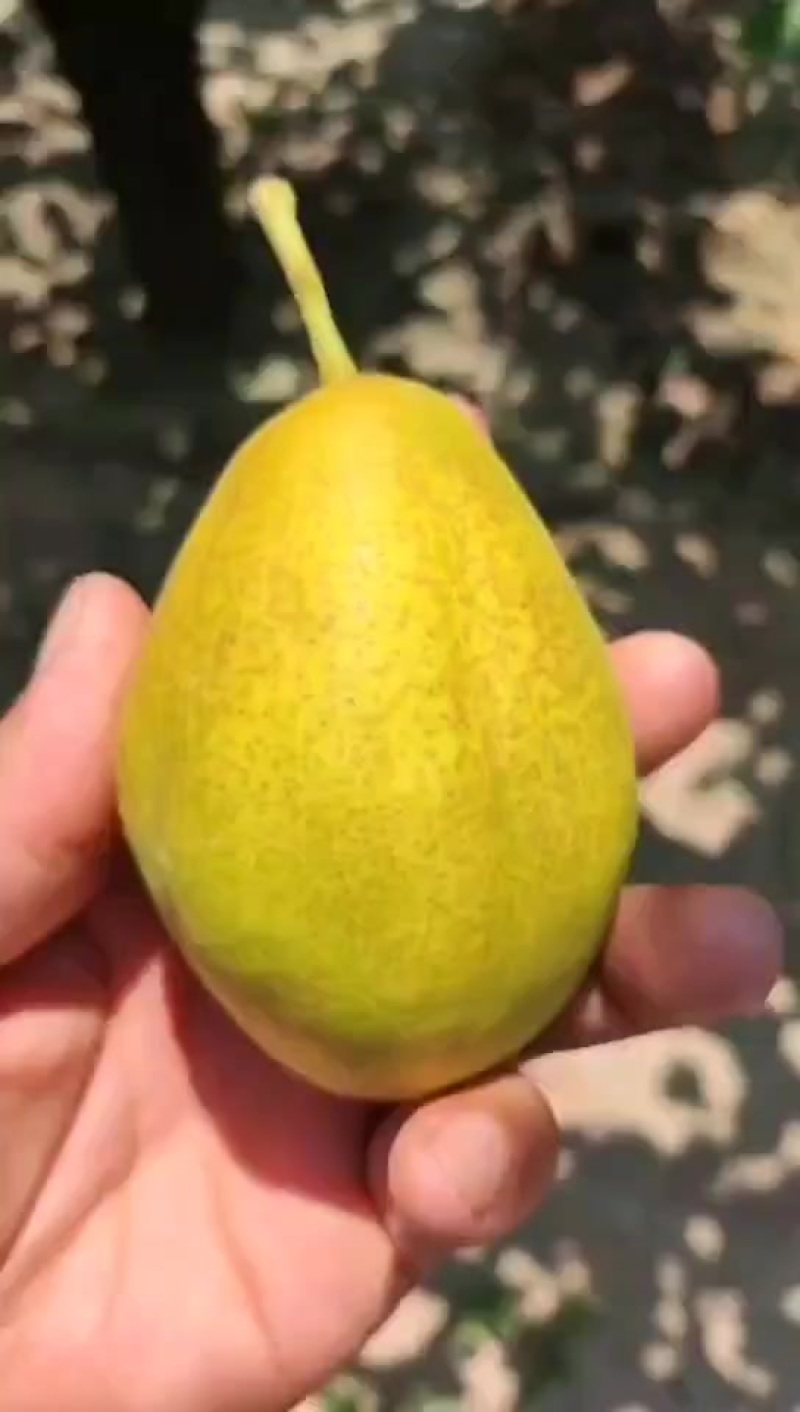 陕西渭南，红香酥，货源稳定，供货充足，可视频看货