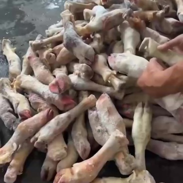 河南郑州牛蹄大量供货/精品牛副产品全国供应量大优惠