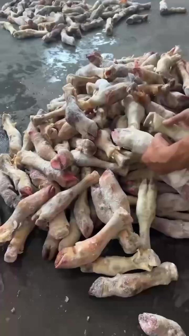 河南郑州牛蹄大量供货/精品牛副产品全国供应量大优惠