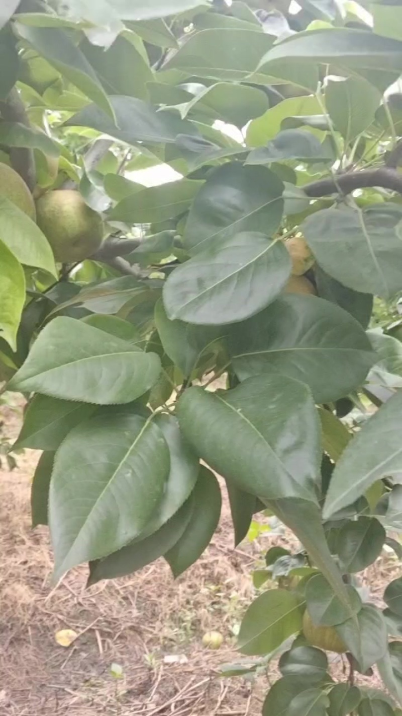 翠冠梨