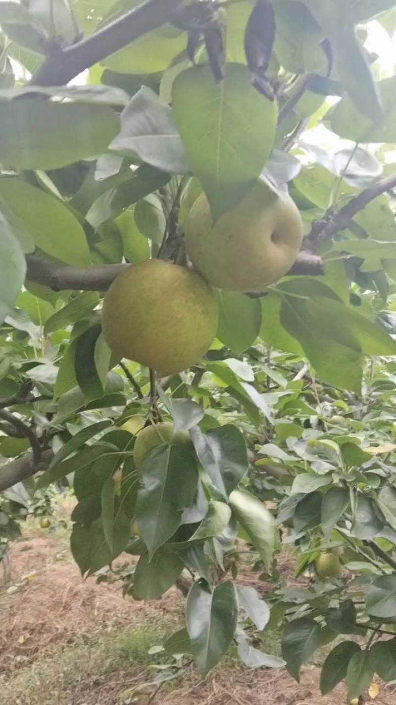翠冠梨