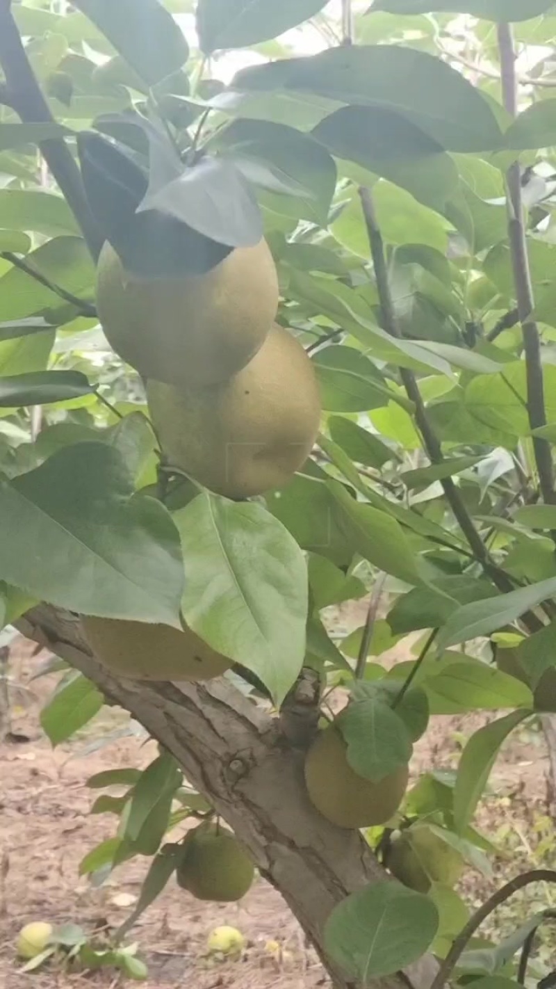 翠冠梨