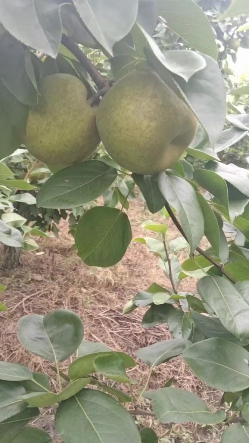 翠冠梨