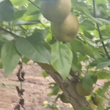 翠冠梨