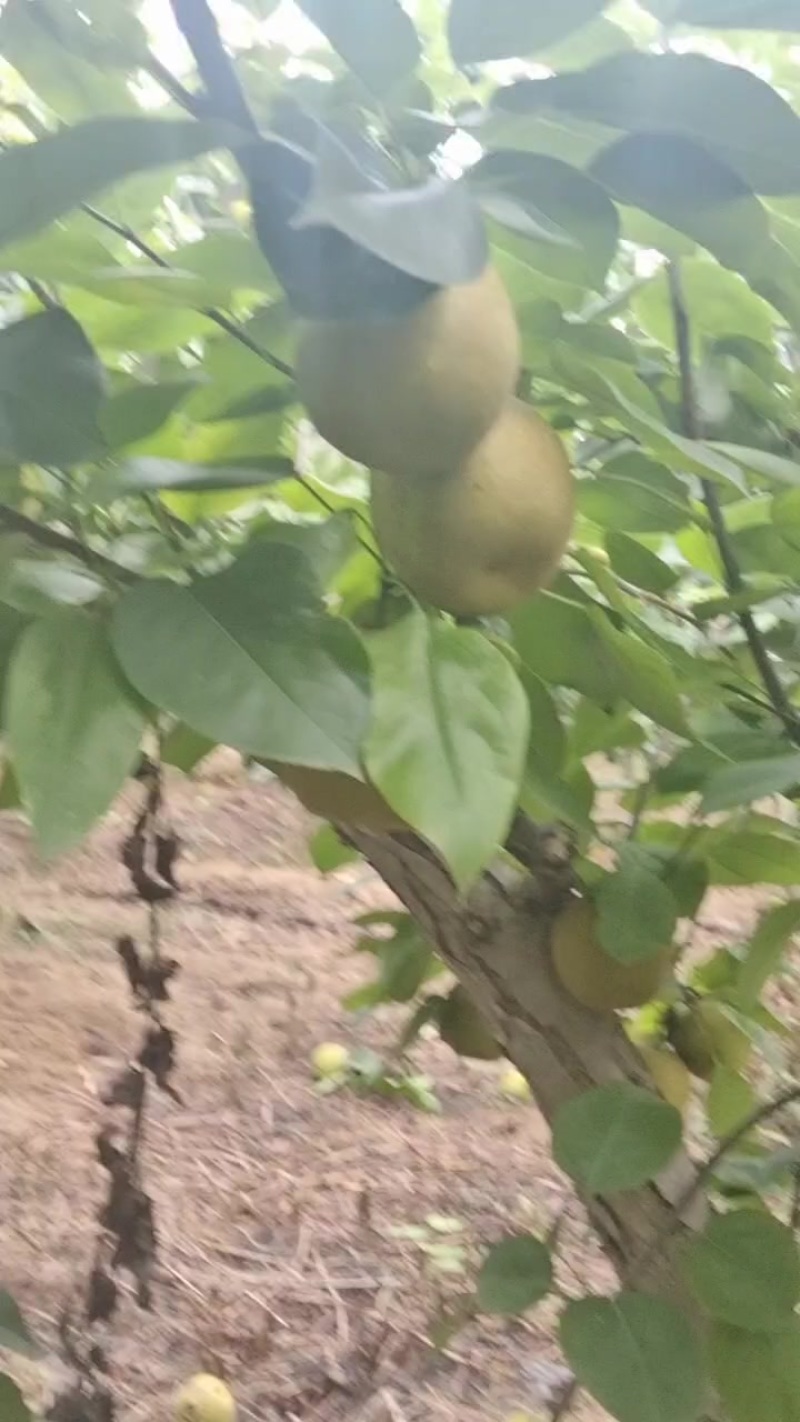 翠冠梨