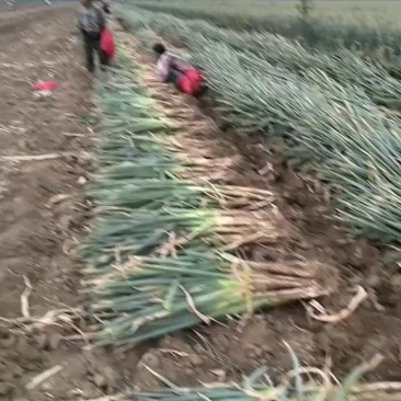 长白大葱