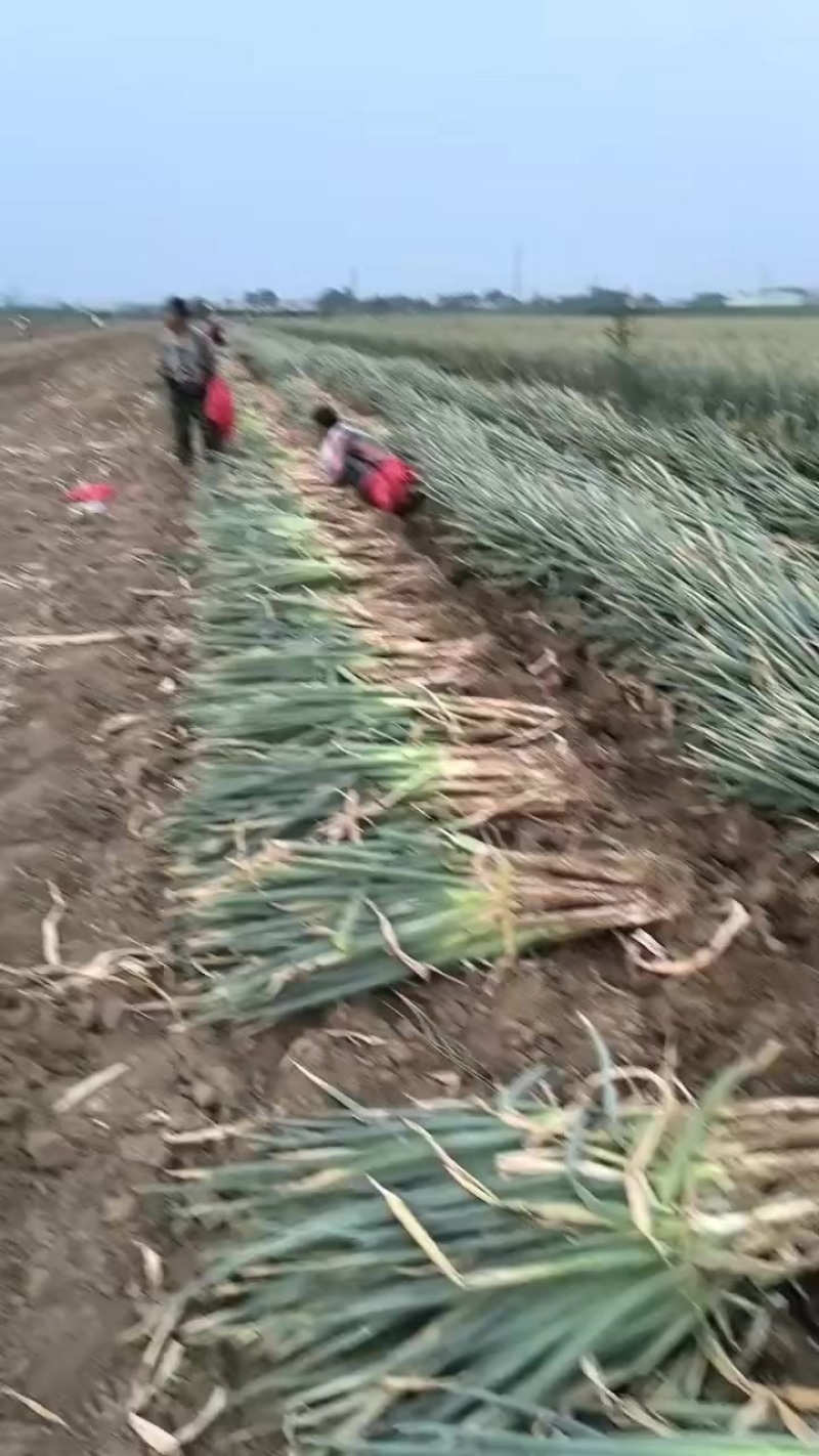 长白大葱