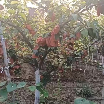 皇冠梨树
