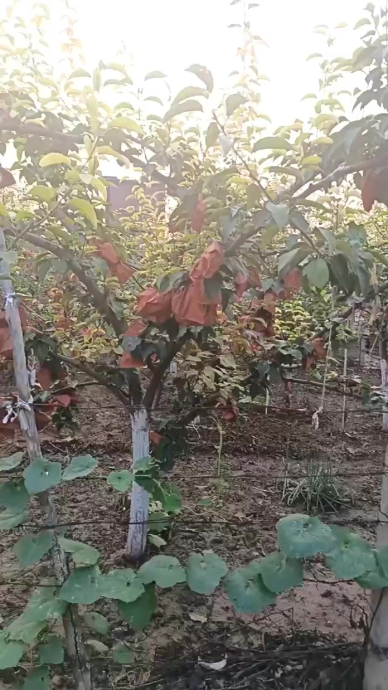 皇冠梨树