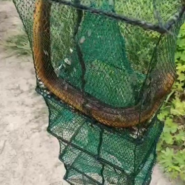 黄鳝