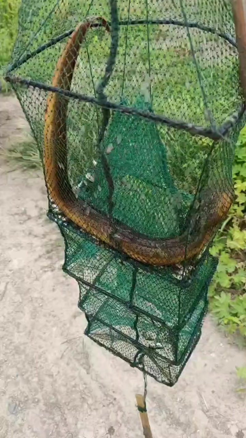 黄鳝