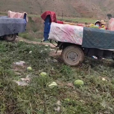 甘肃沙地西瓜🍉🍉🍉大量出货