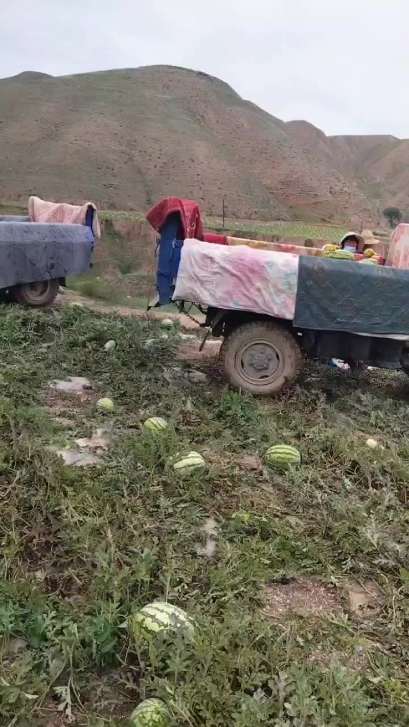 甘肃沙地西瓜🍉🍉🍉大量出货