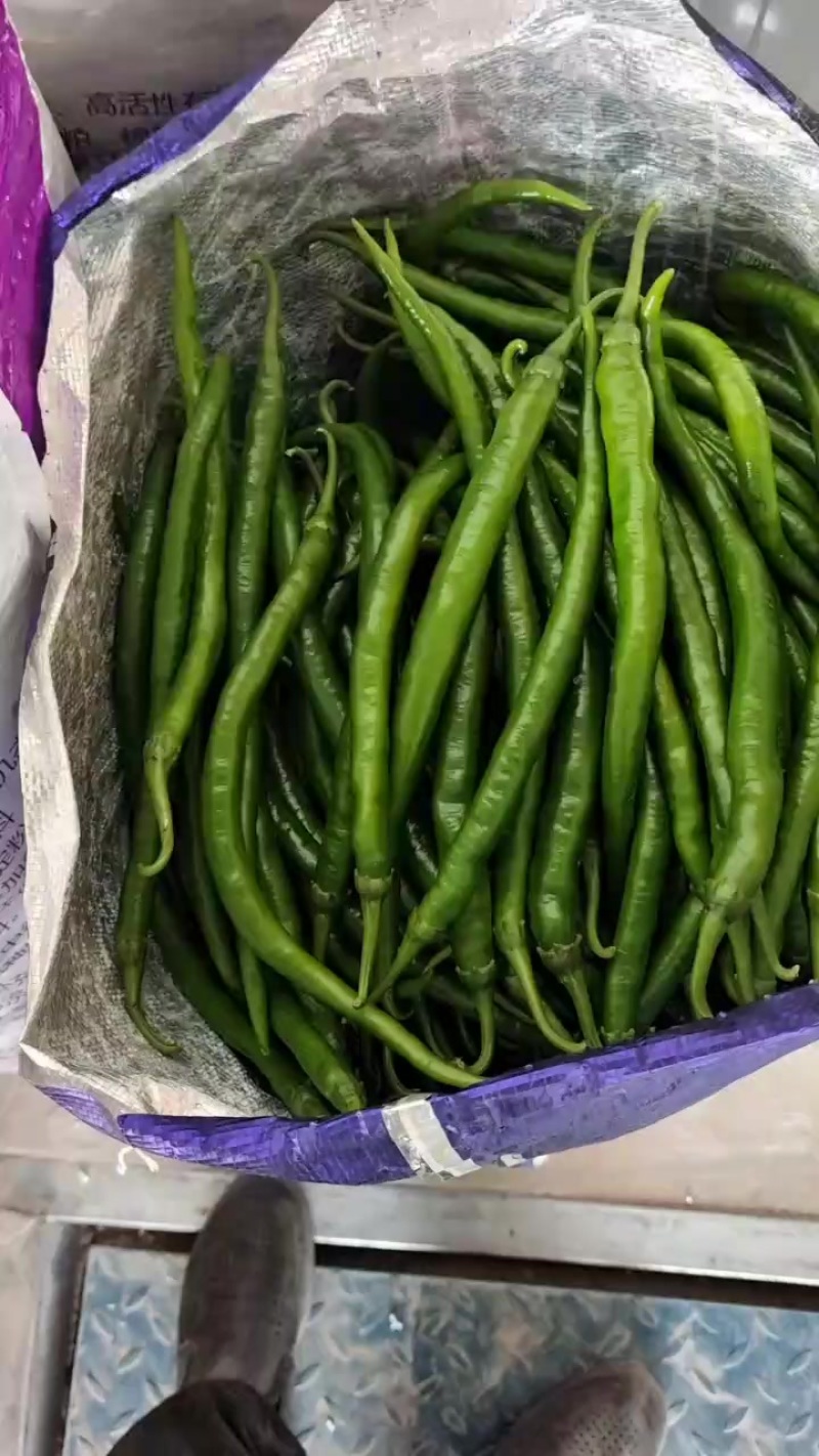 黑线椒