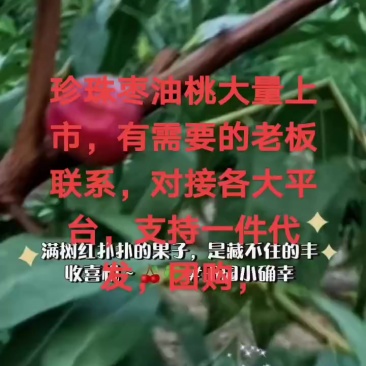 珍珠枣油桃，今天是8月4号，大量上市，山东滨州沾化下洼，