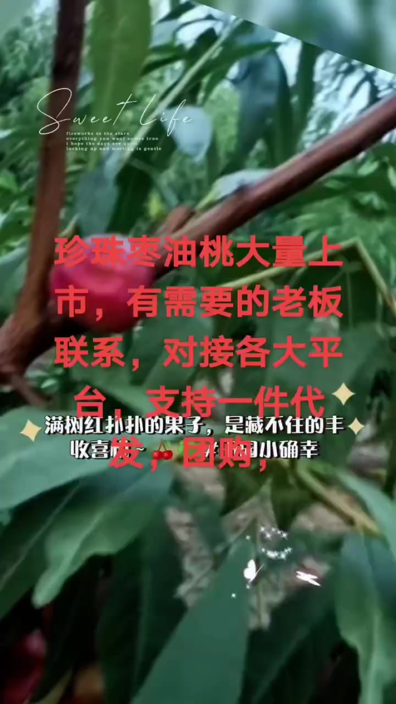 珍珠枣油桃，今天是8月4号，大量上市，山东滨州沾化下洼，