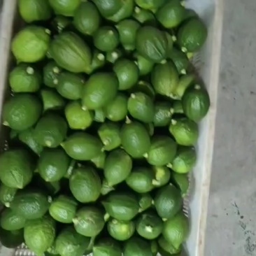 广东香水柠檬