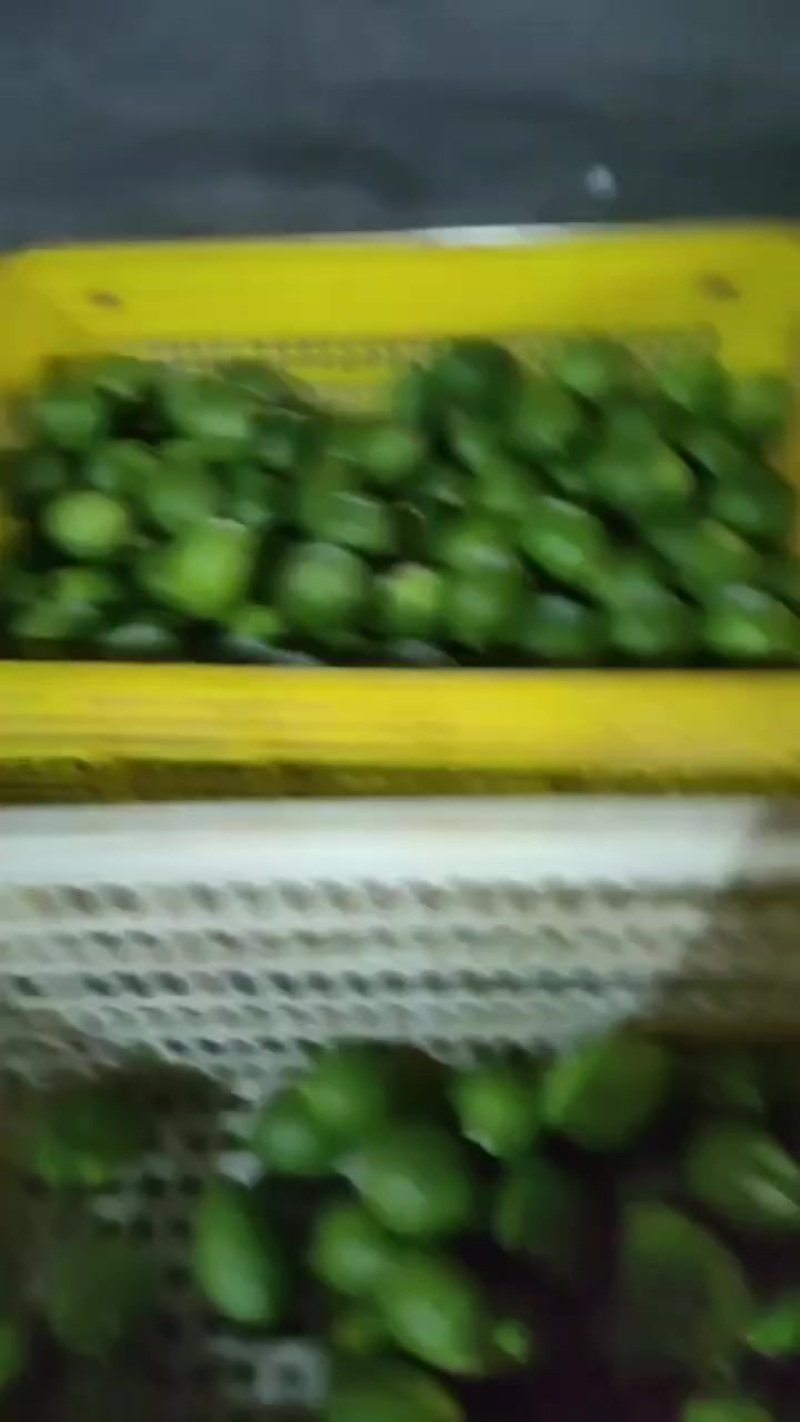广东香水柠檬
