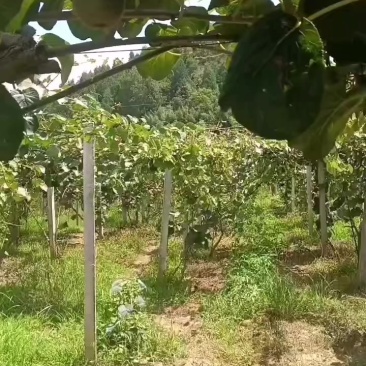 湘西猕猴桃