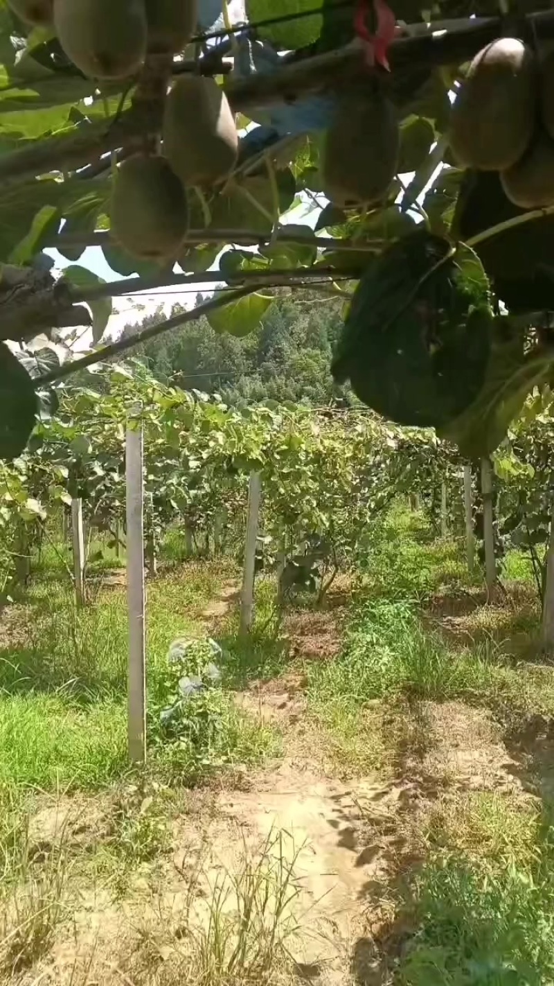 湘西猕猴桃