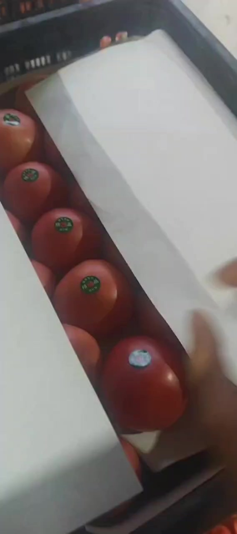 大量精品西红柿批发