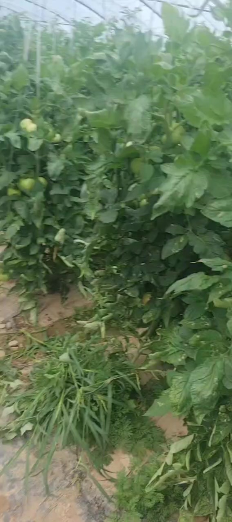 大量精品西红柿批发