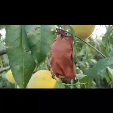 锦绣黄桃