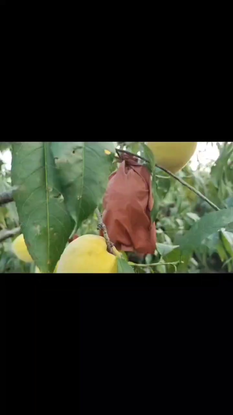 锦绣黄桃