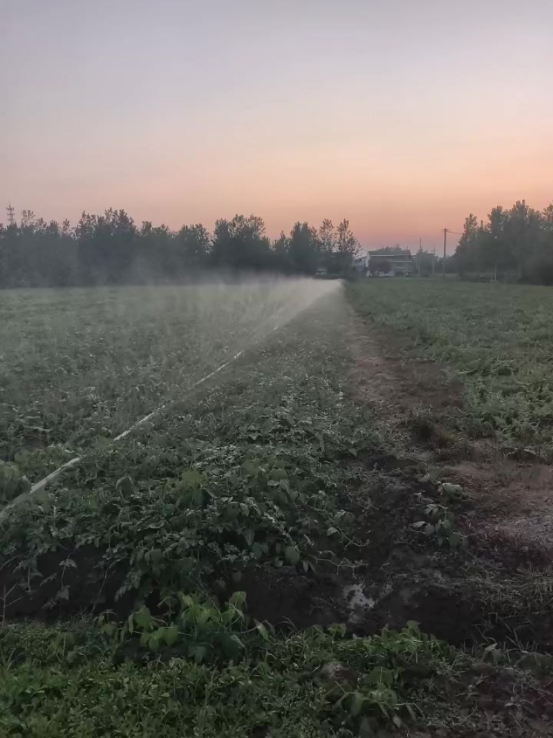 头茬圆西瓜