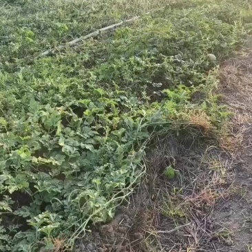 头茬圆西瓜