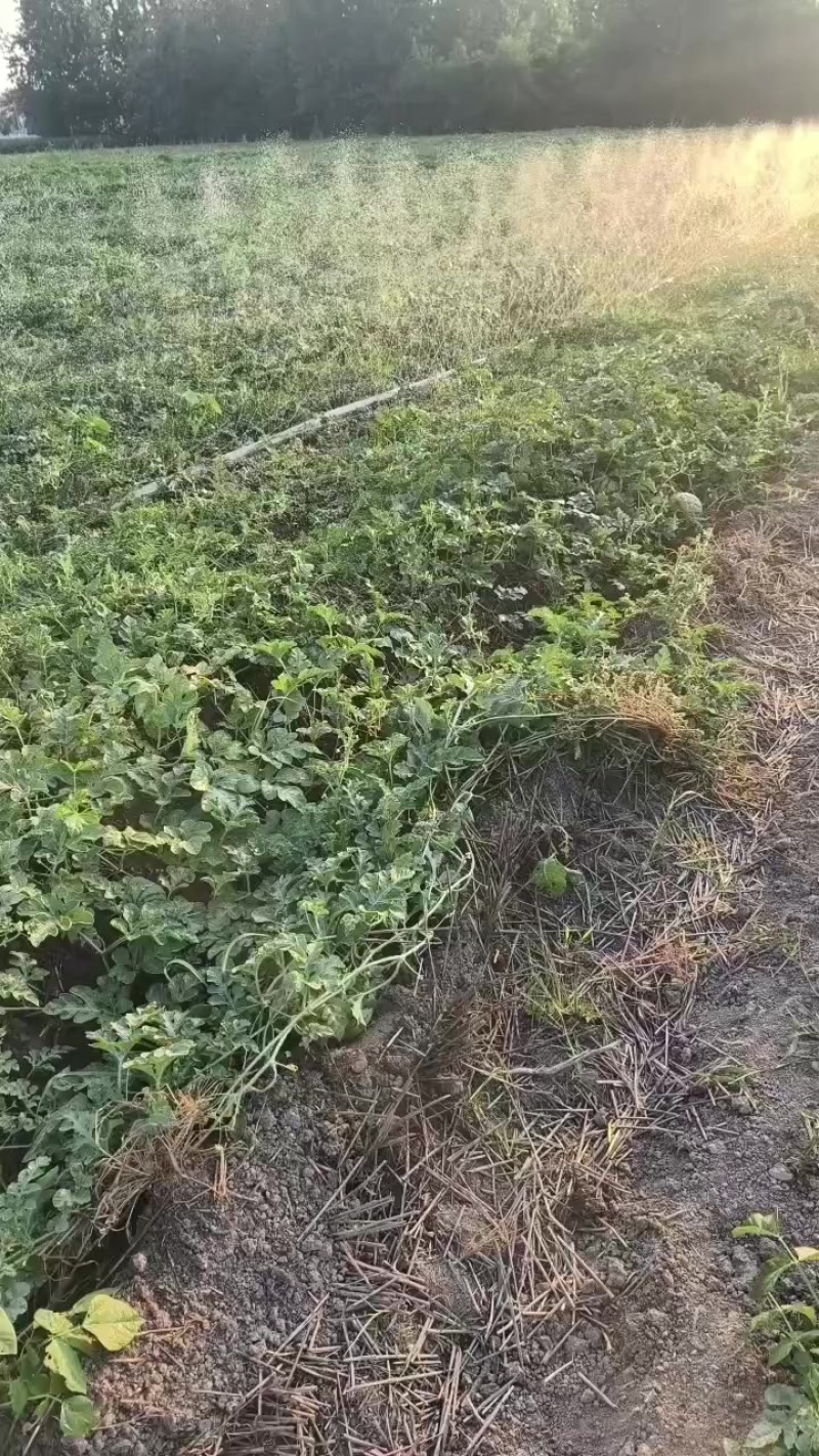 头茬圆西瓜