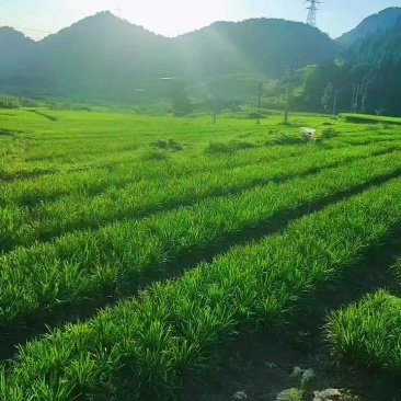 韭菜