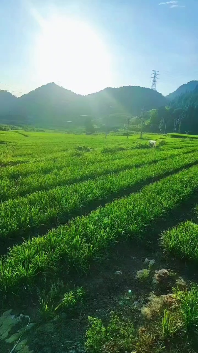 韭菜