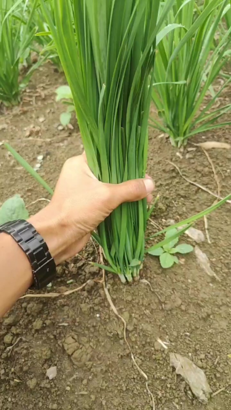 韭菜