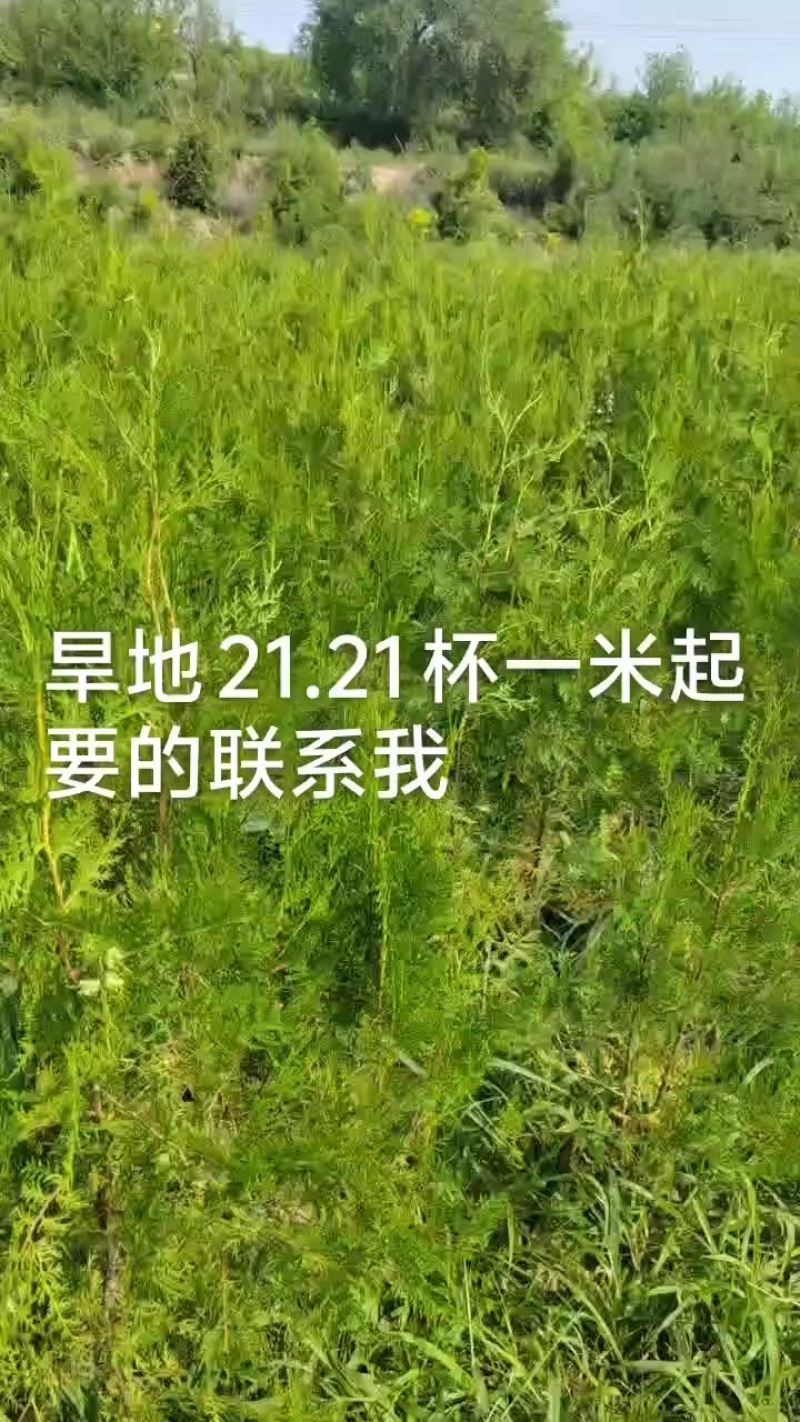 通风侧柏苗