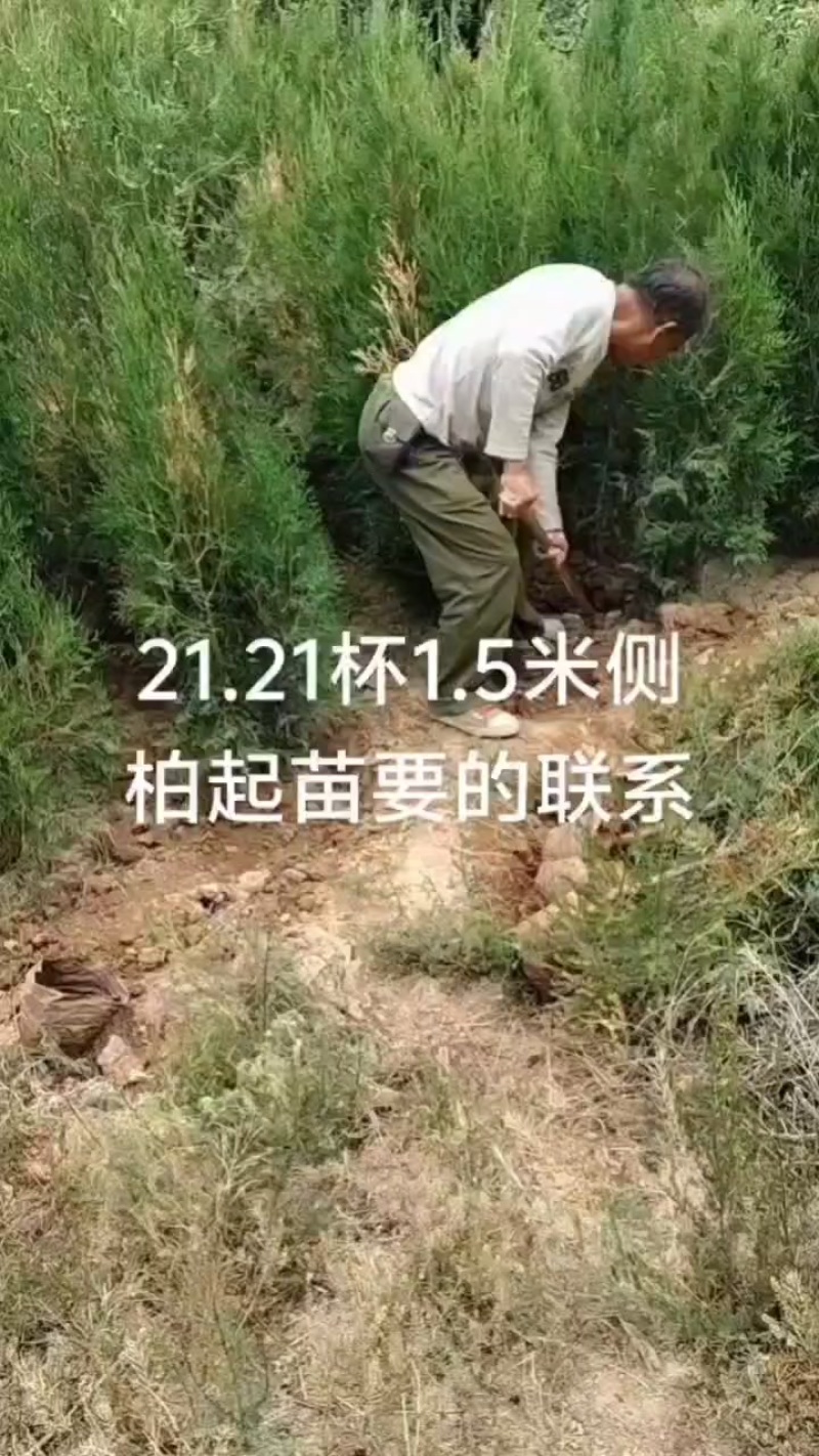 通风侧柏苗