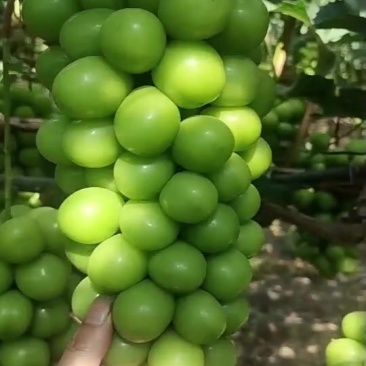 阳光玫瑰