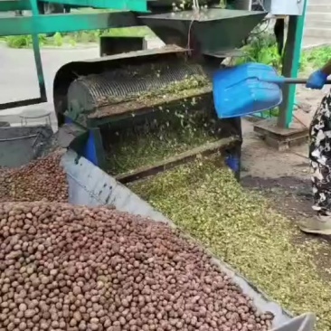 看桃核