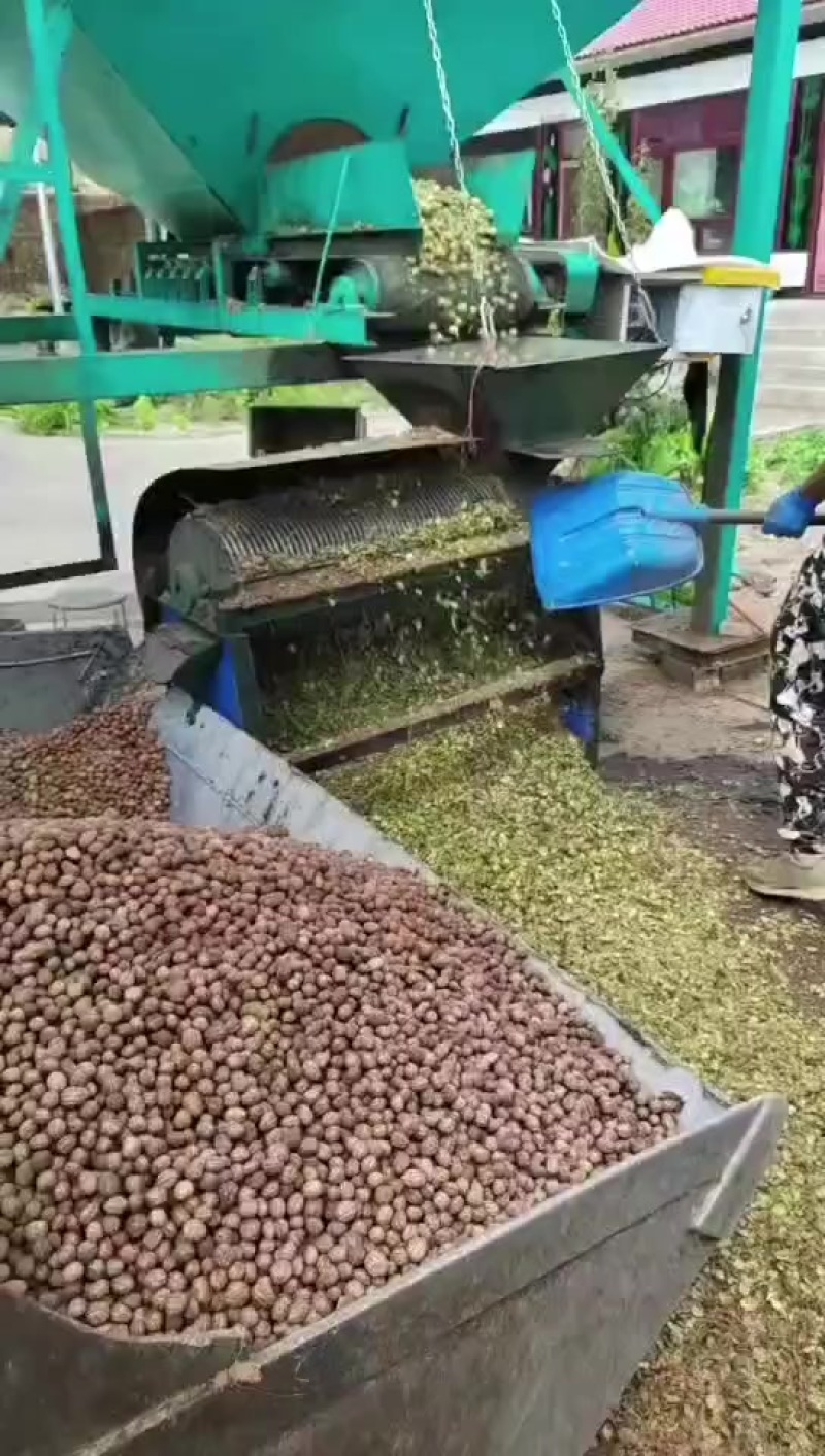 看桃核