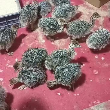 非洲鸵鸟苗