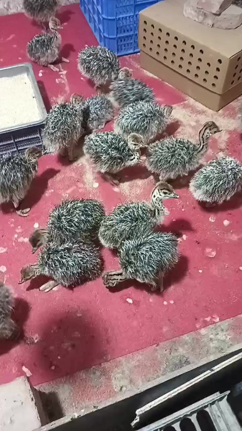 非洲鸵鸟苗