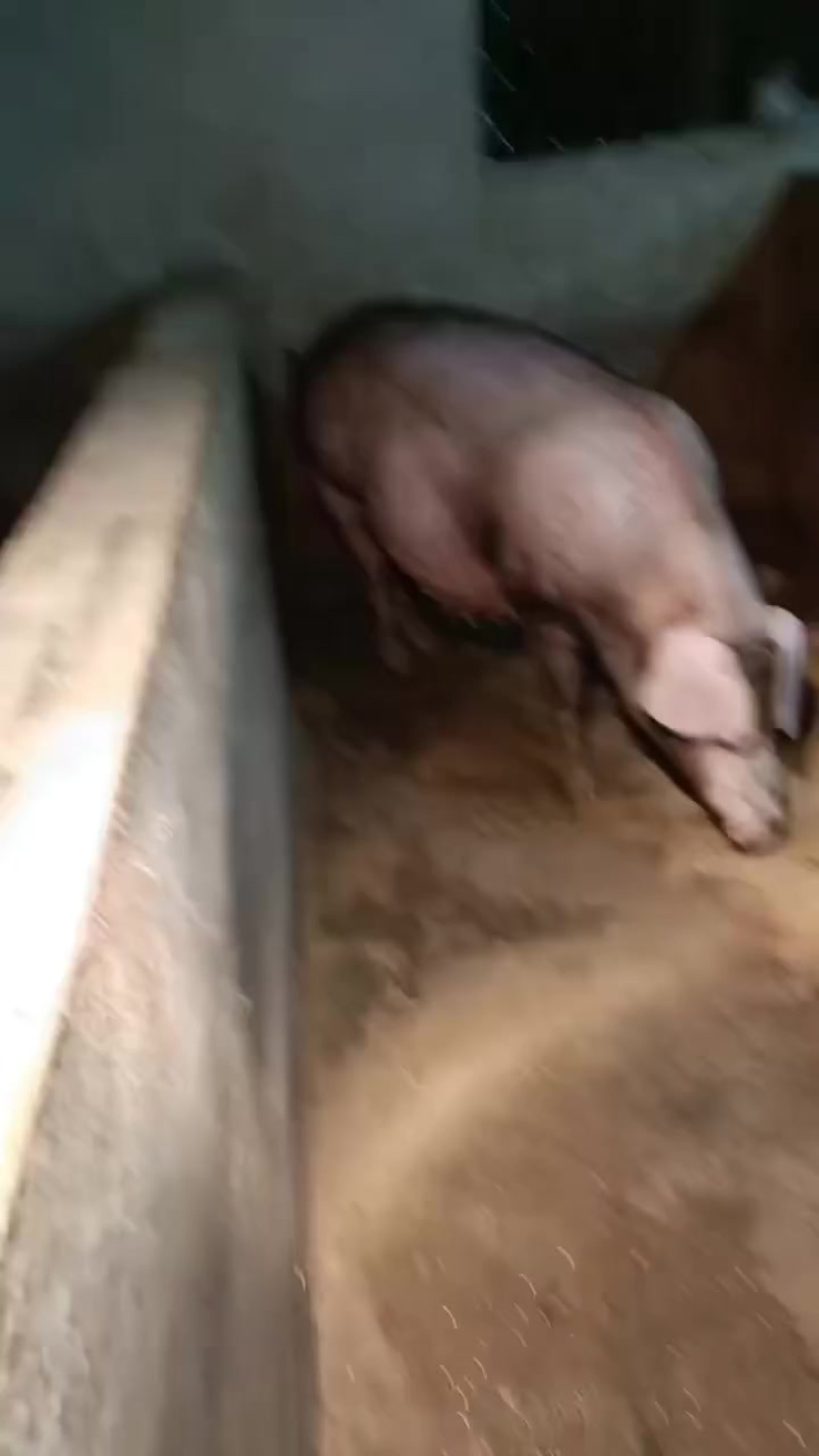 江苏苗猪繁殖基地。